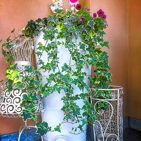 I Grappoli Divini Bed & Breakfast Viarigi
