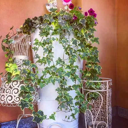 I Grappoli Divini 3* Viarigi